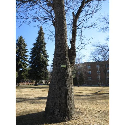 After Fred Cooper, planted in 1918