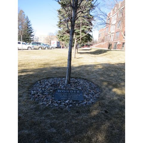 The place where Henry Finn tree were located