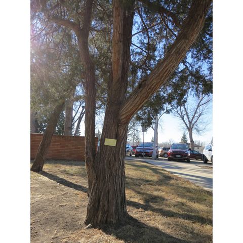 Tree dedicated to football player died after 1938 bus accident