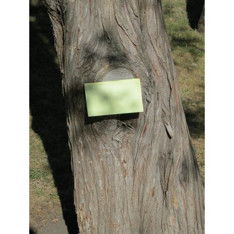 Juniper circle planted in 1930s by Hazel McCullock and Hildah Winsted