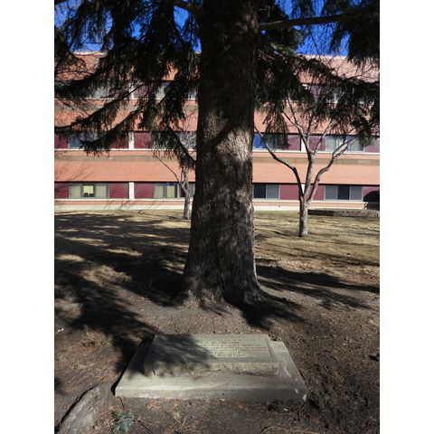 James S. Redmann tree