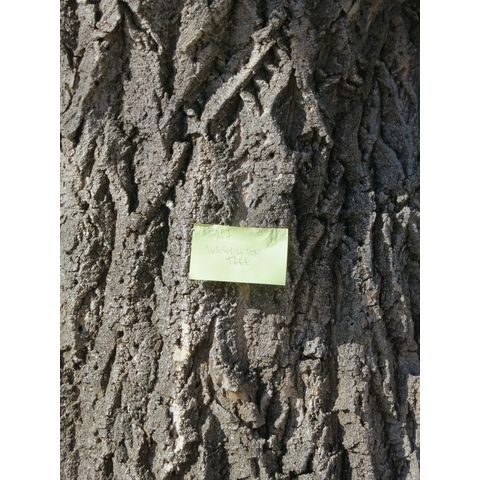 Tree planted in 1917 in memory of George Washington