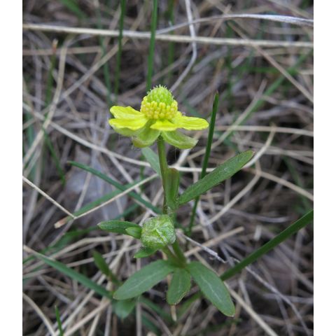 Ranunculus abortivus