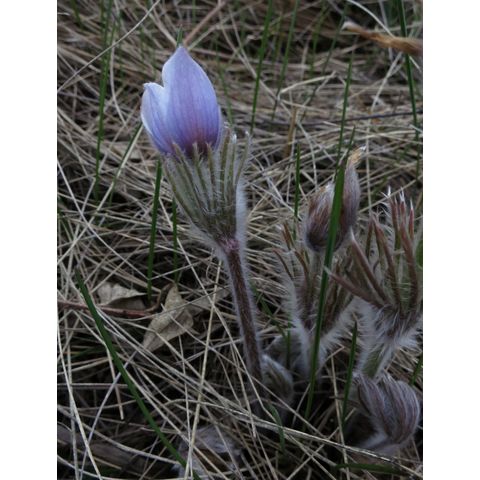 Pulsatilla patens