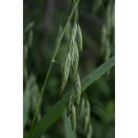 Bromus ciliatus