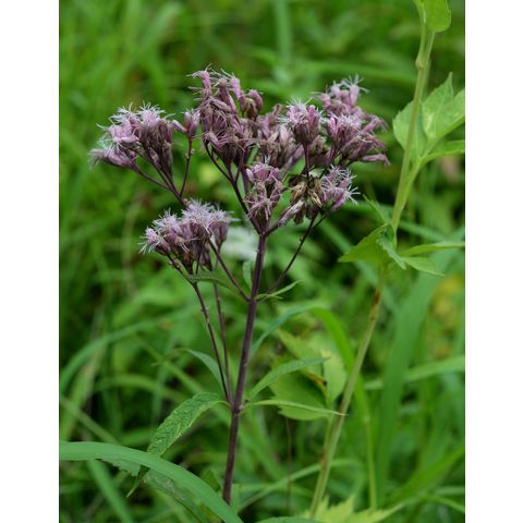 Eutrochium maculatum