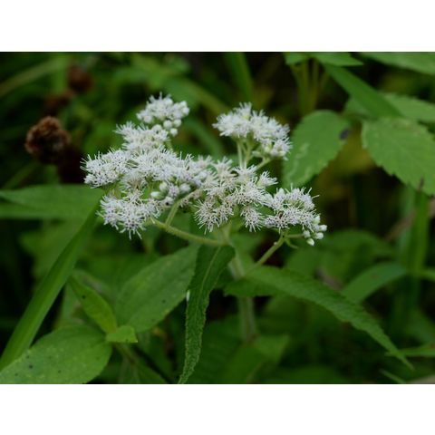Eupatorium perfoliatum