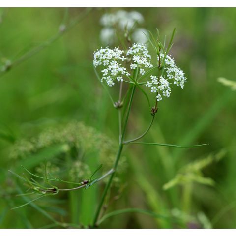 Cicuta bulbifera