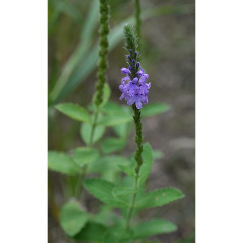 Verbena stricta
