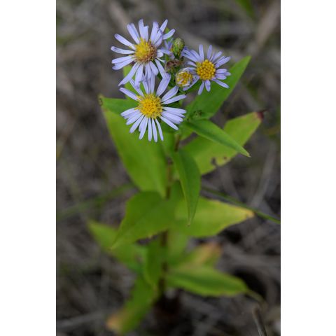 Symphyotrichum laeve
