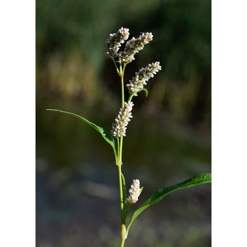 Polygonum persicaria