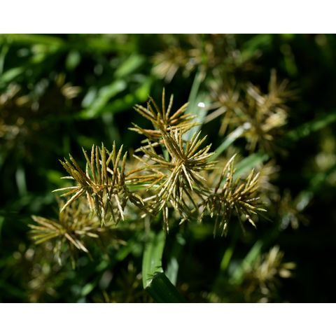 Cyperus erythrorhizos