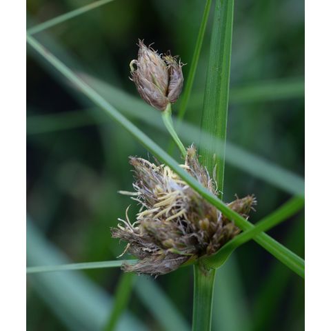 Schoenoplectus maritimus