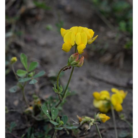 Lotus corniculatus