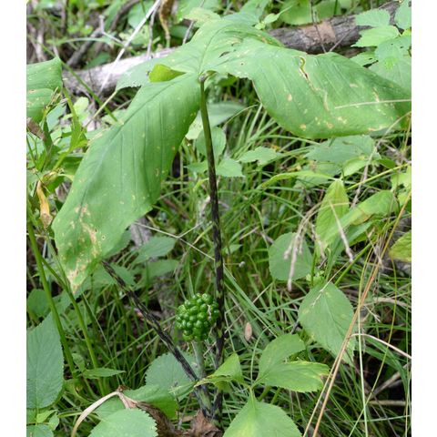 Arisaema triphyllum