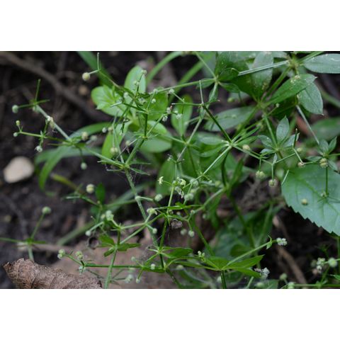 Galium triflorum
