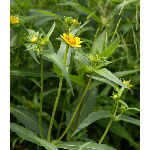 Bidens cernua