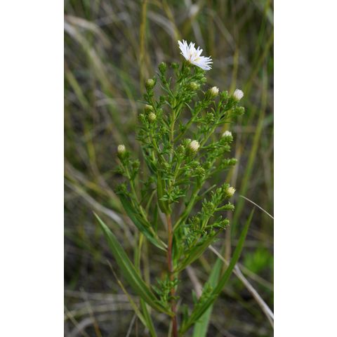 Symphyotrichum lanceolatum