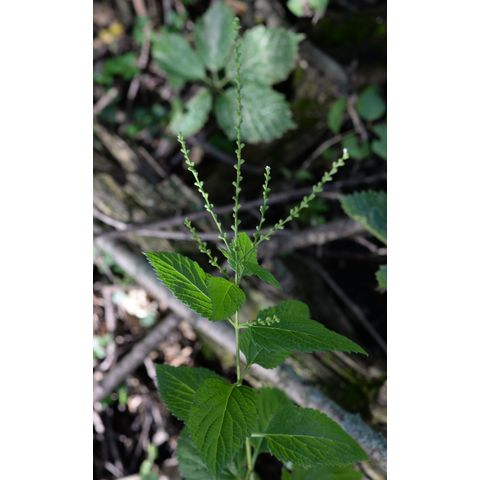 Verbena urticifolia