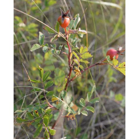 Rosa arkansana