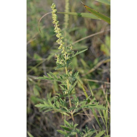 Ambrosia psilostachya