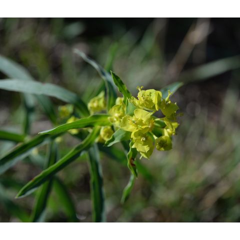 Euphorbia virgata