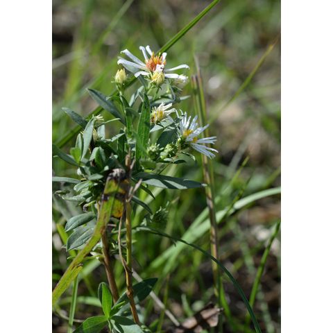 Symphyotrichum lanceolatum