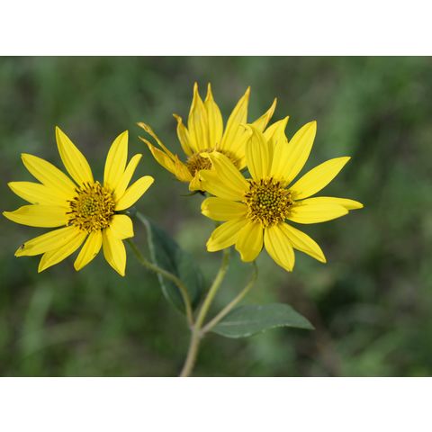 Helianthus maximiliani