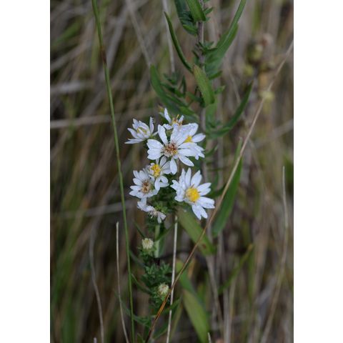 Symphyotrichum ericoides