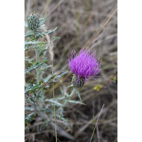 Cirsium flodmanii