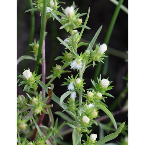 Symphyotrichum ciliatum