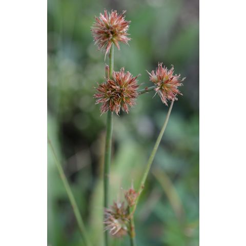 Juncus nodosus