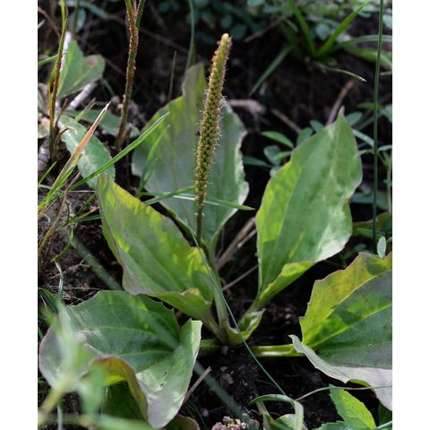 Plantago major
