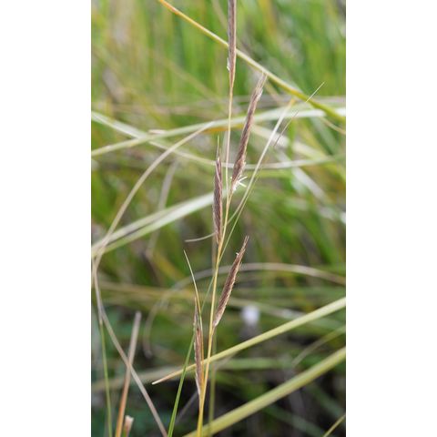 Spartina gracilis