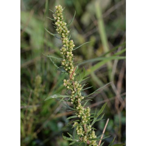 Artemisia biennis