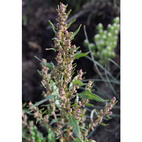 Chenopodium rubrum