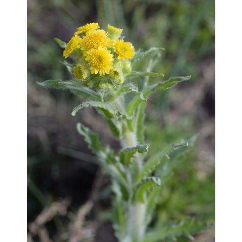 Senecio congestus