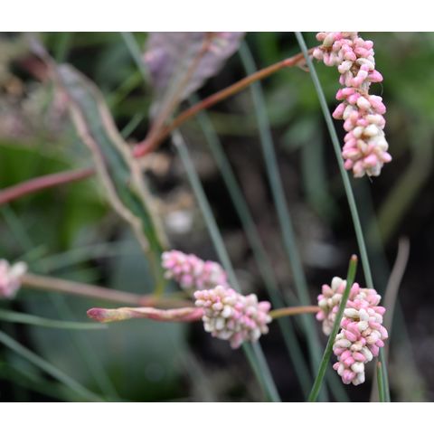 Polygonum pensylvanicum
