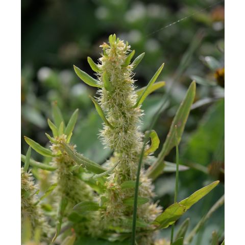 Rumex maritimus