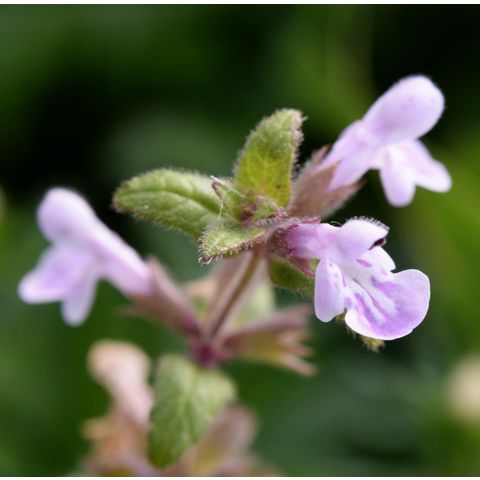 Scutellaria lateriflora