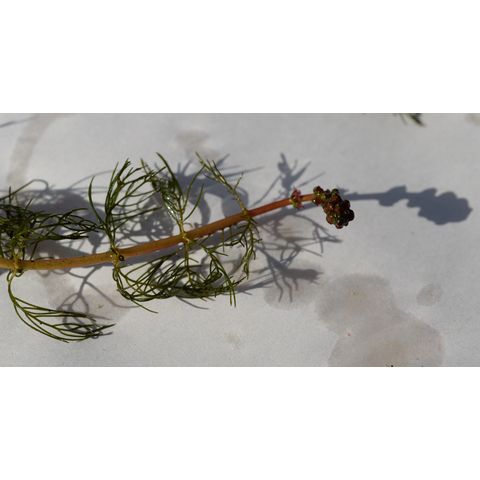 Myriophyllum sibiricum
