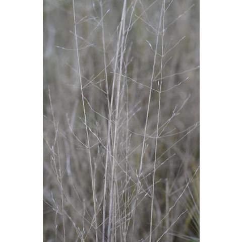 Muhlenbergia asperifolia