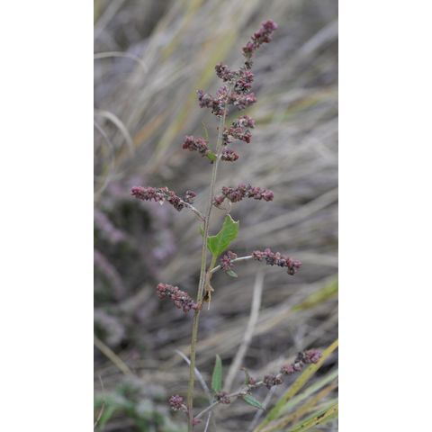 Chenopodium berlandieri