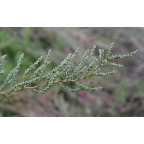 Suaeda calceoliformis