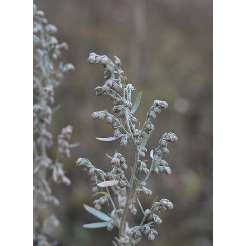 Artemisia absinthium