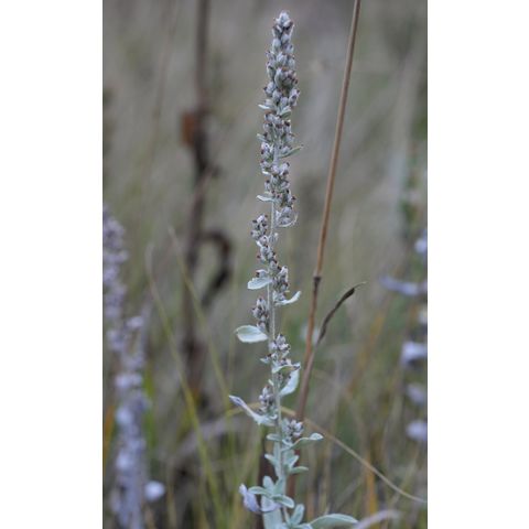 Artemisia ludoviciana