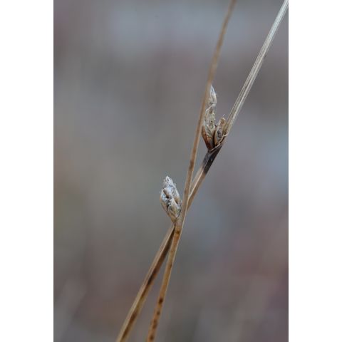 Schoenoplectus pungens