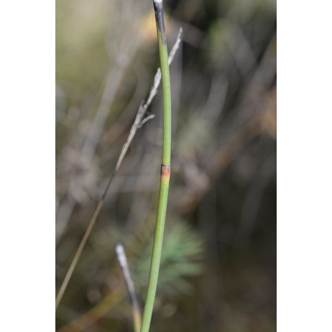 Equisetum laevigatum