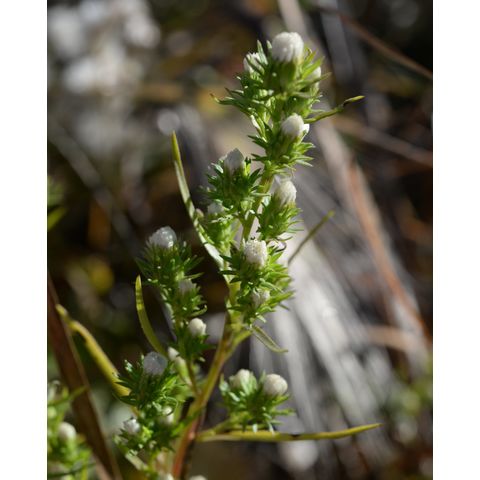 Symphyotrichum ciliatum