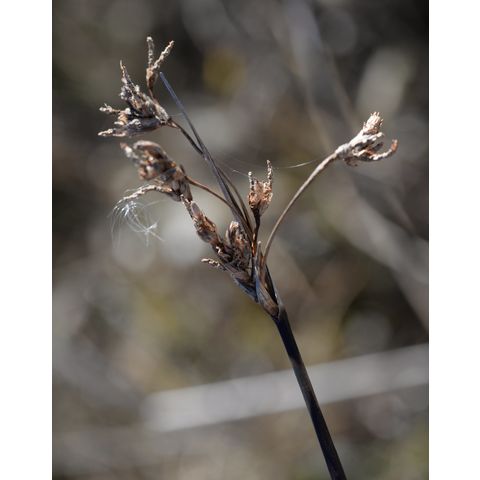 Schoenoplectus tabernaemontani
